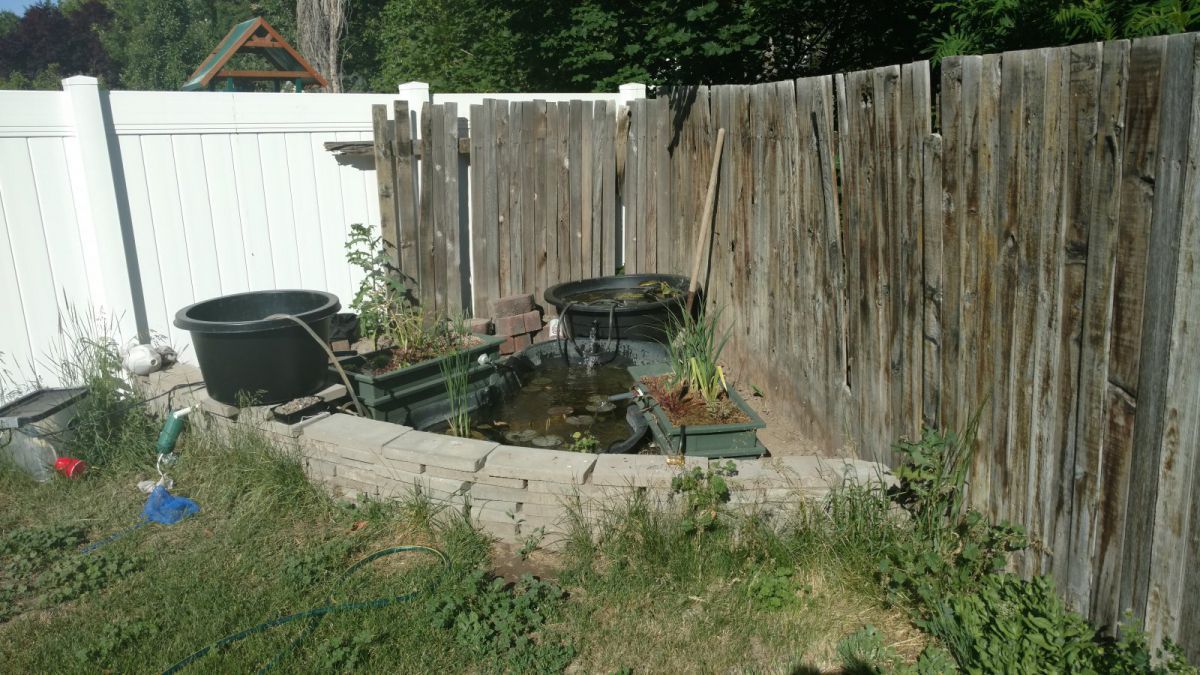 Janky Pond