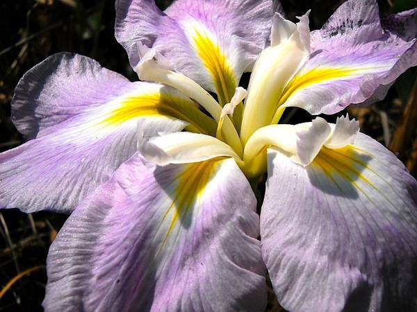 Japanese iris