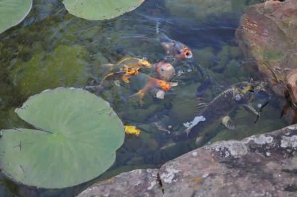 Koi Feeding Time, May 21, 2010 (3)
