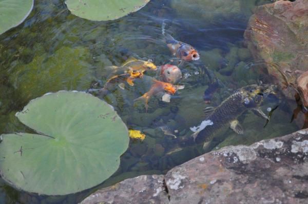 Koi Feeding Time, May 21, 2010 (3)