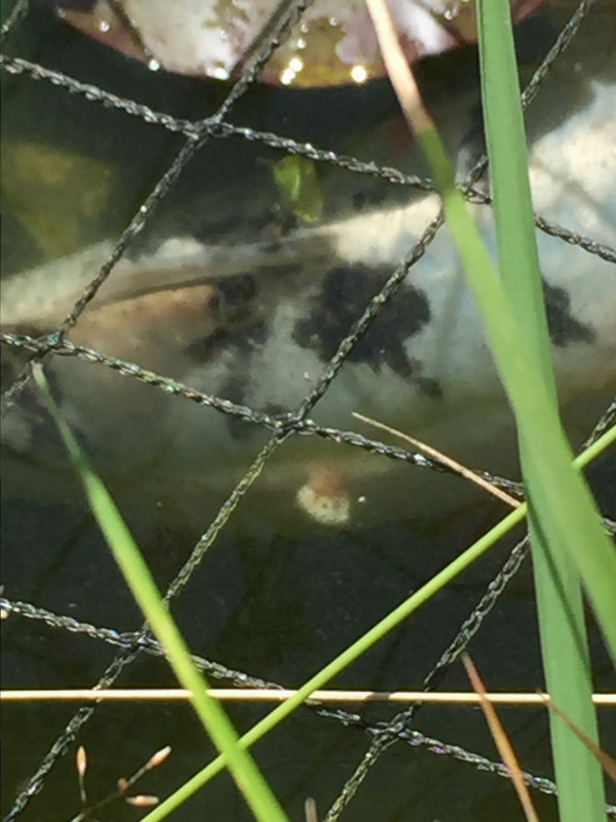 Koi growth