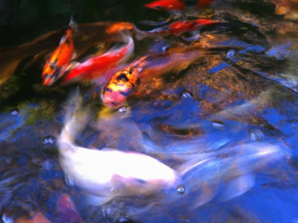 Koi Pond. 7.2011  (my shiro muji? front)