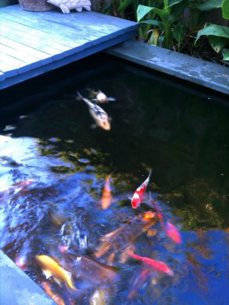 Koi Pond. 7.2011