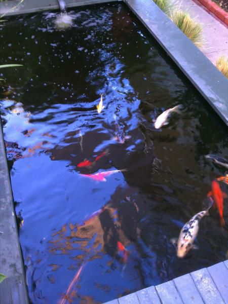 Koi Pond. 7.2011