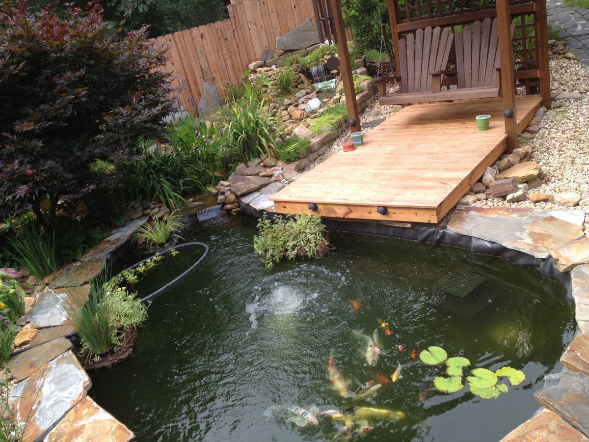 Koi Pond July 2013