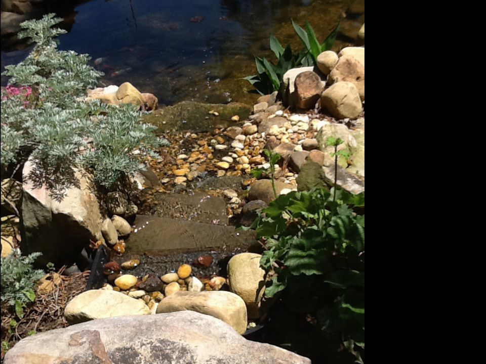 Koi pond