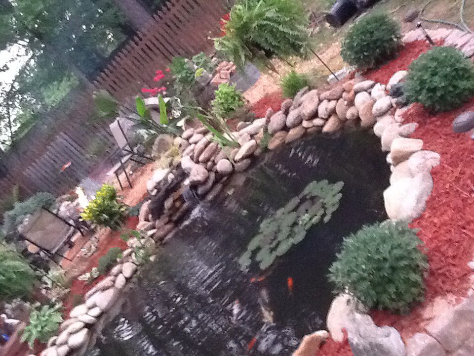 Koi pond