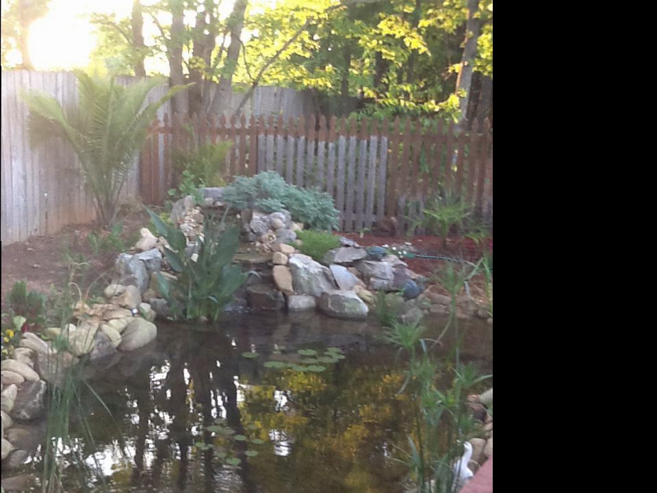 Koi pond