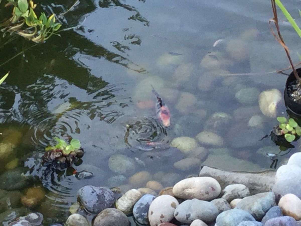 Koi