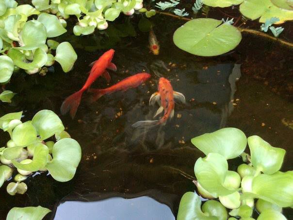 Lady - butterfly koi with 3 gold fish (Fancy - butterfly tail, Freckles - goldfish, and Dot - Shumbkin