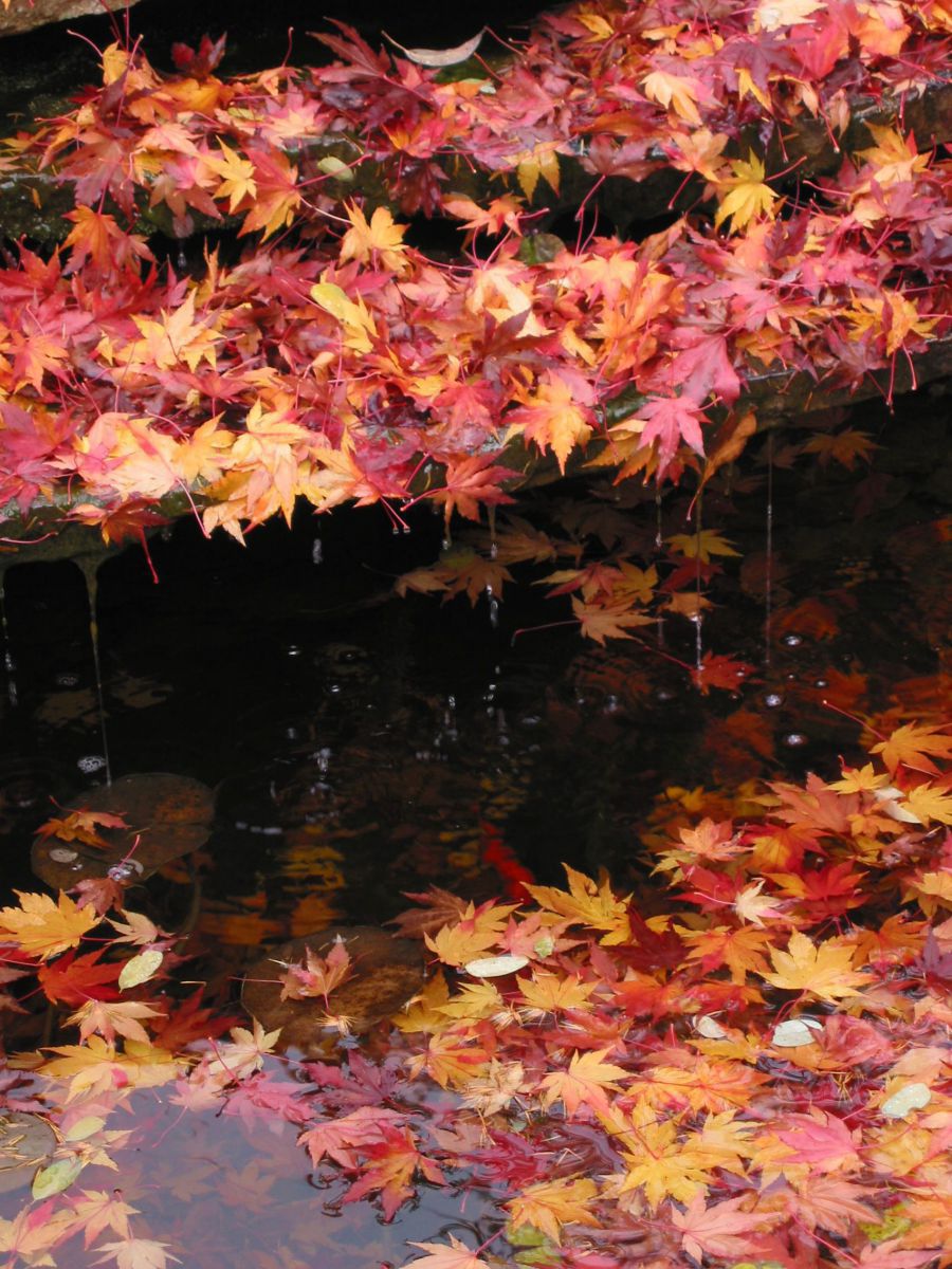 leaf attack