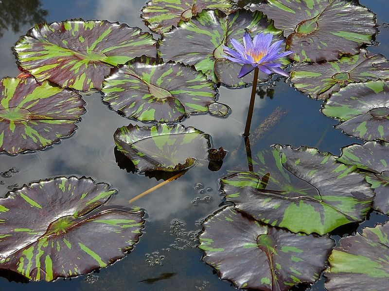 Leopardess and lilypads