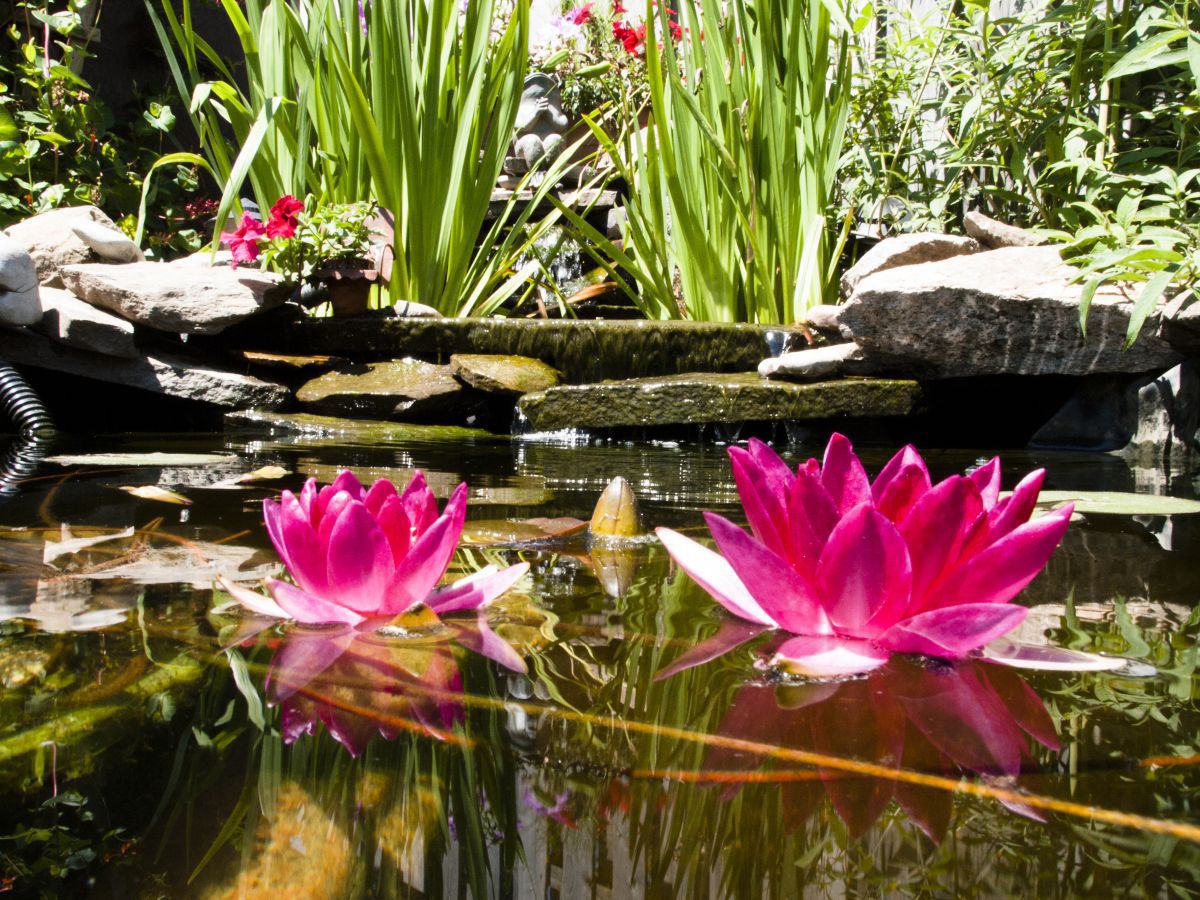 Lilies