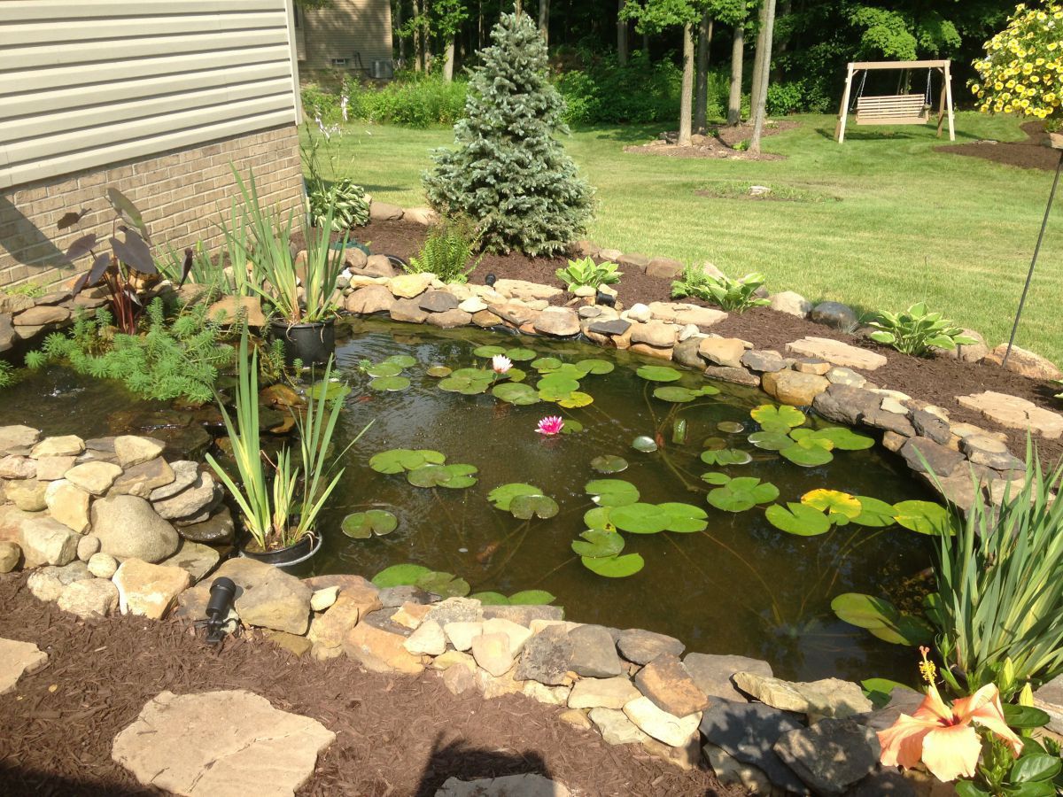 lilies