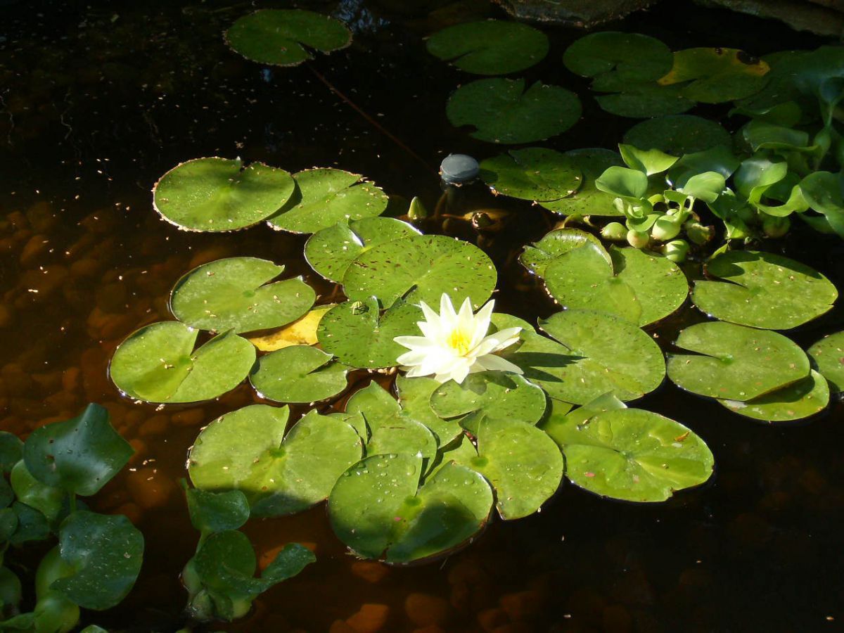 Lillies 2012-#1