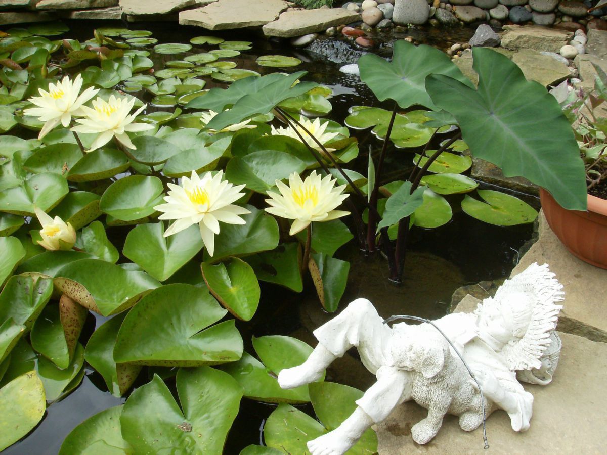 Lillies 2012-#2