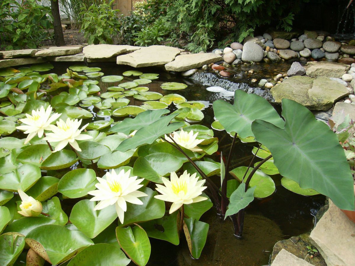 Lillies 2012-#3