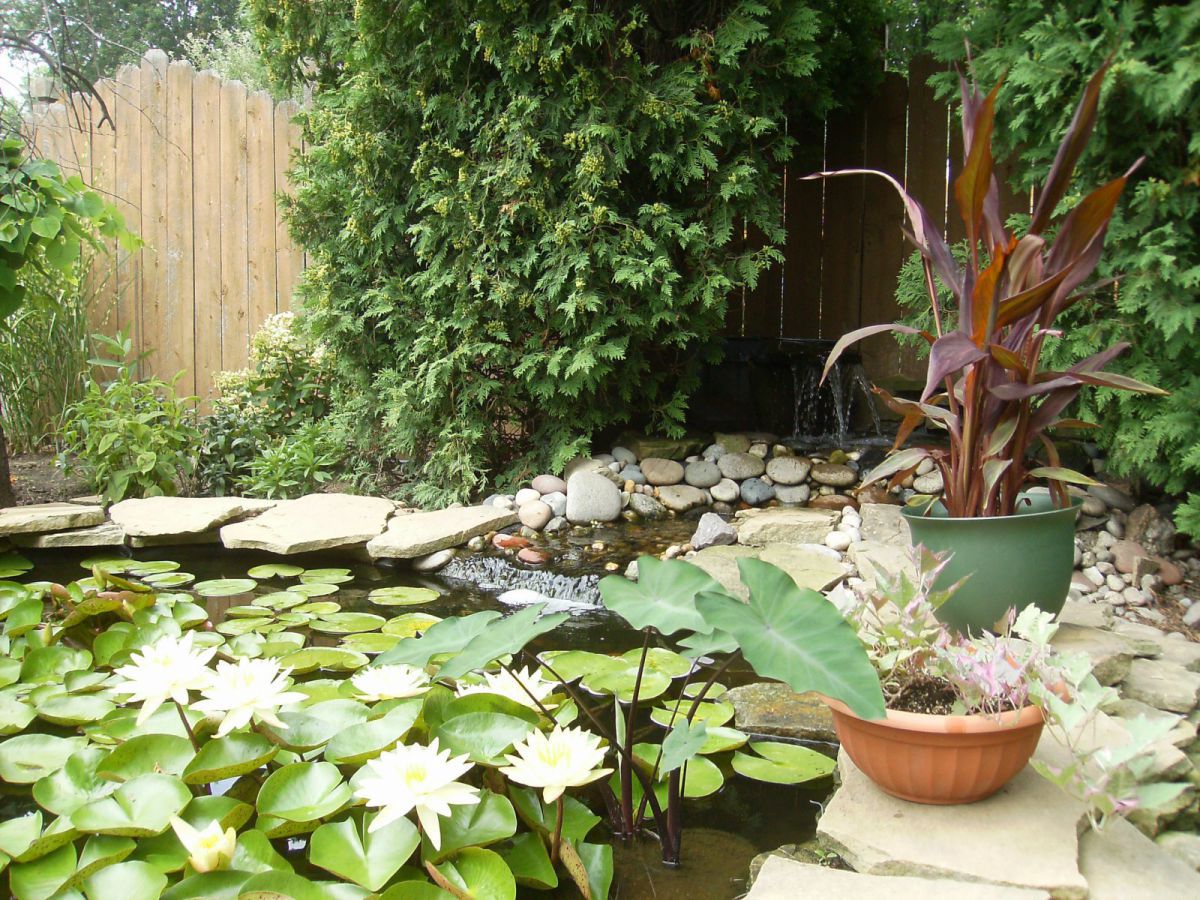 Lillies 2012-#4
