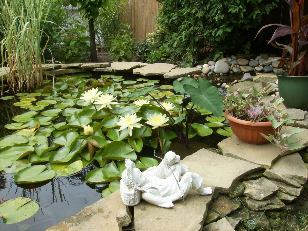 Lillies 2012-#5