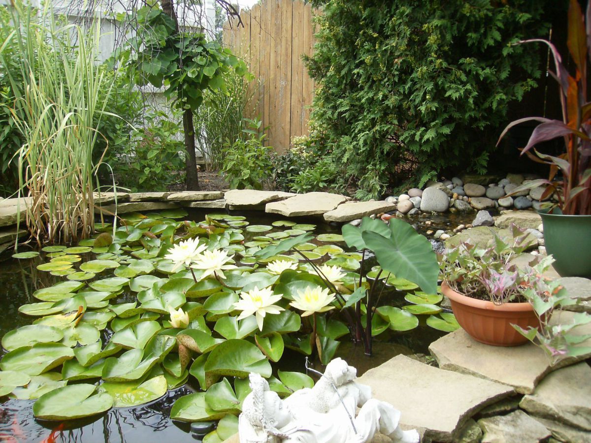 Lillies 2012-#6