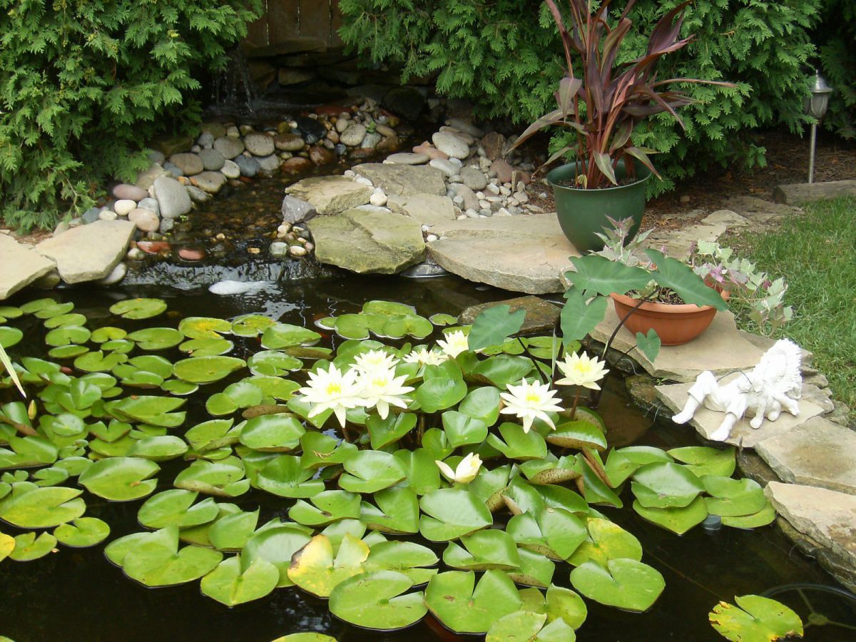 Lillies 2012-#7