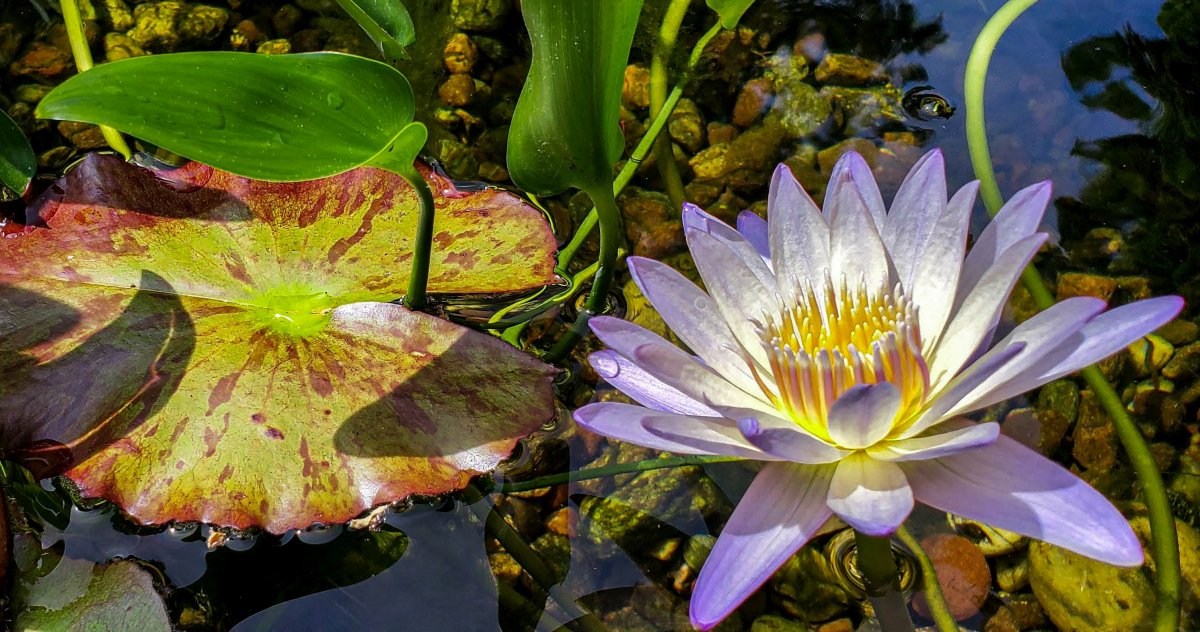 lilly (100 of 1)-2-2.jpg