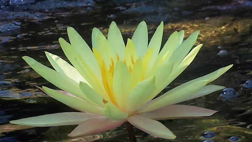 Lily in Young's Pond