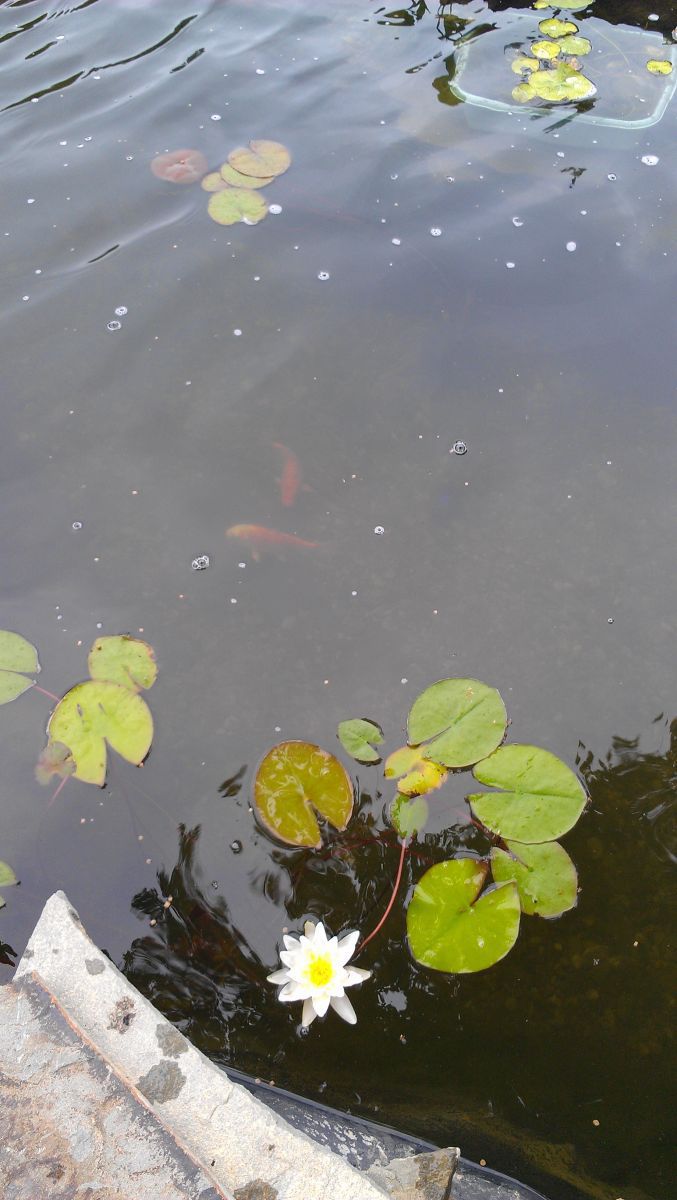 lily pads and koi