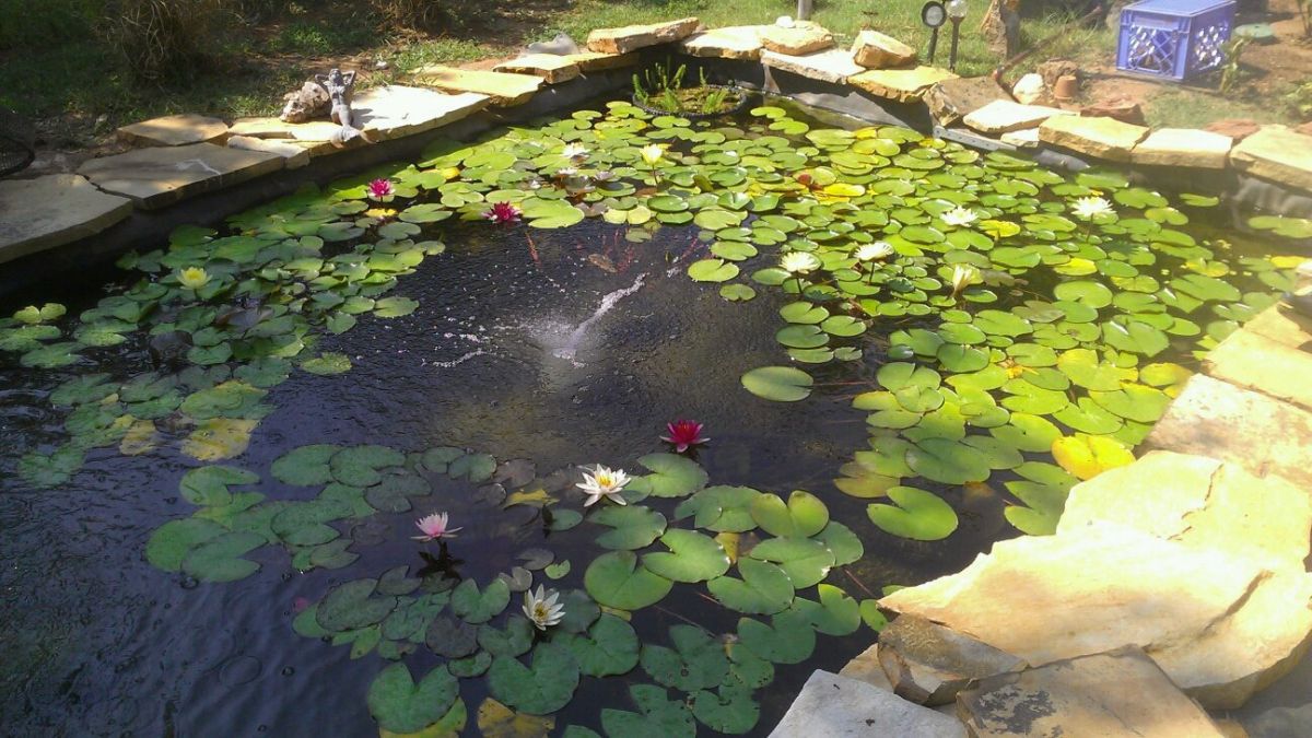 Lily Pond