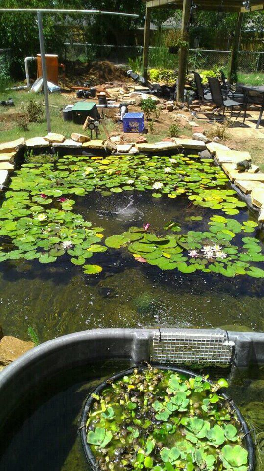 Lily Pond