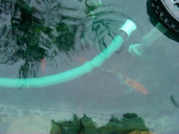"little koi"