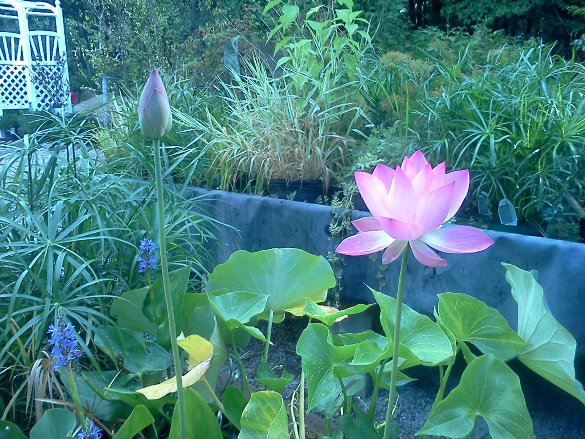 lotus