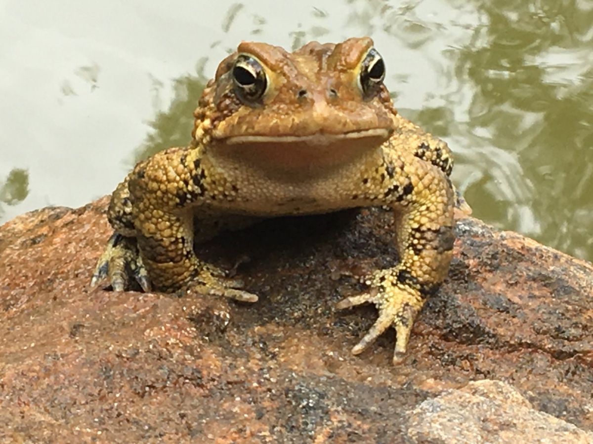 Mama Toad