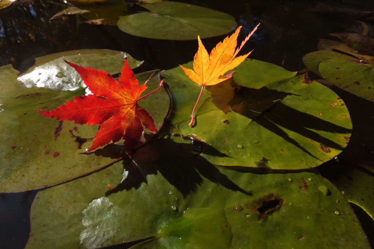 maple leaves