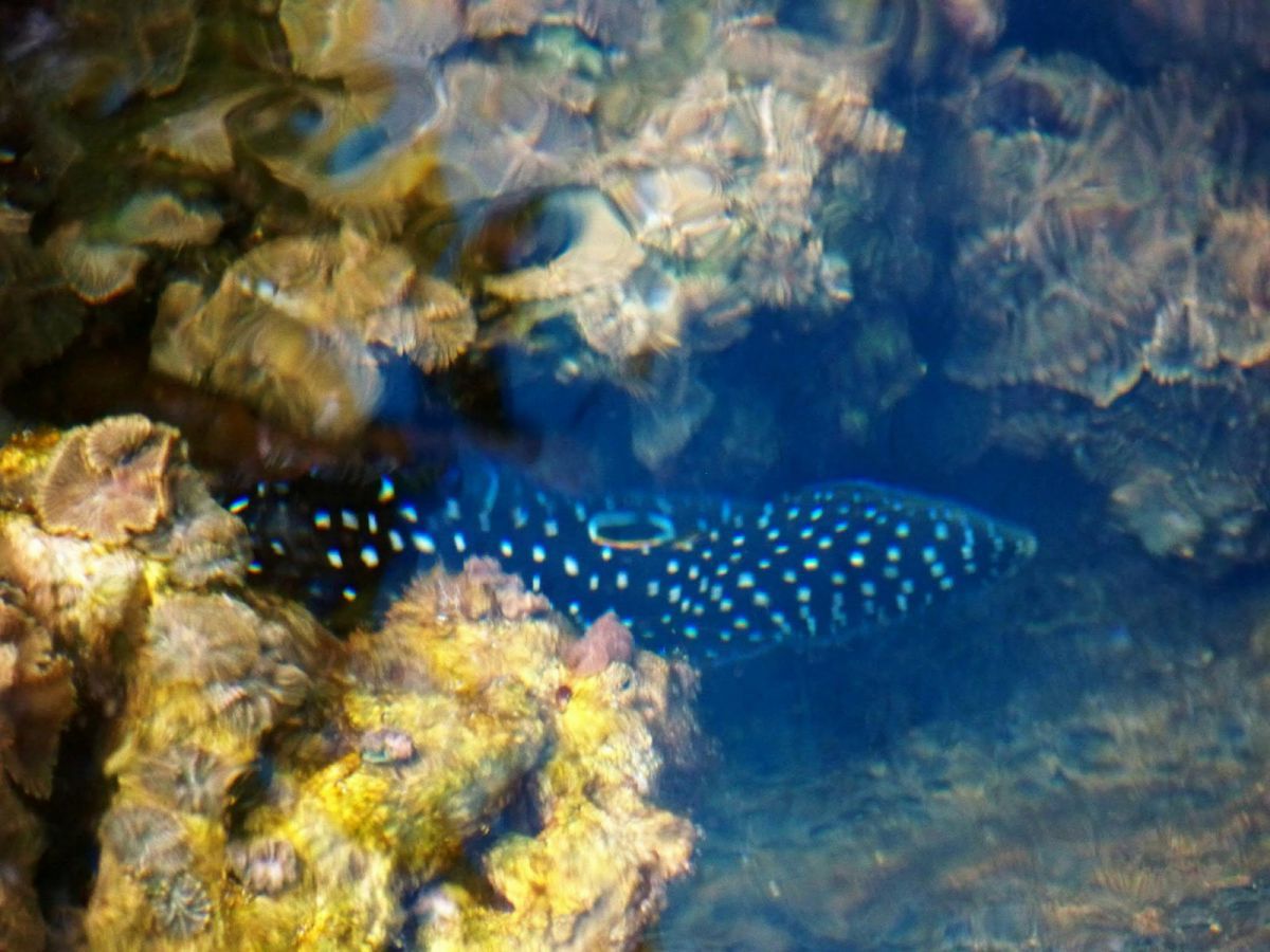 Marine Beta or Comet Grouper