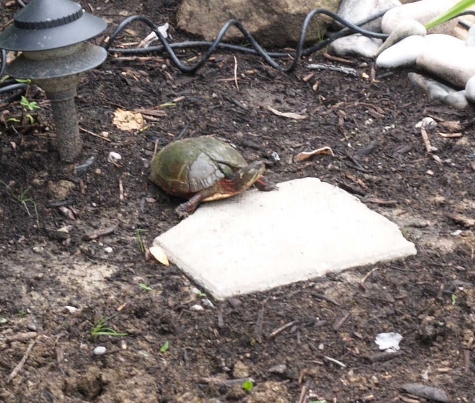 Momma turtle
