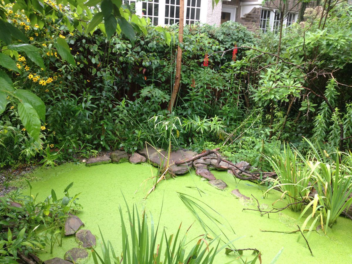 More duckweed July 2014