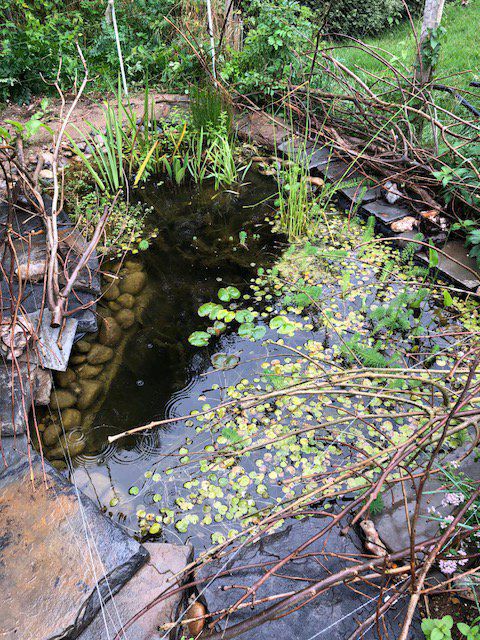 My "eco pond"