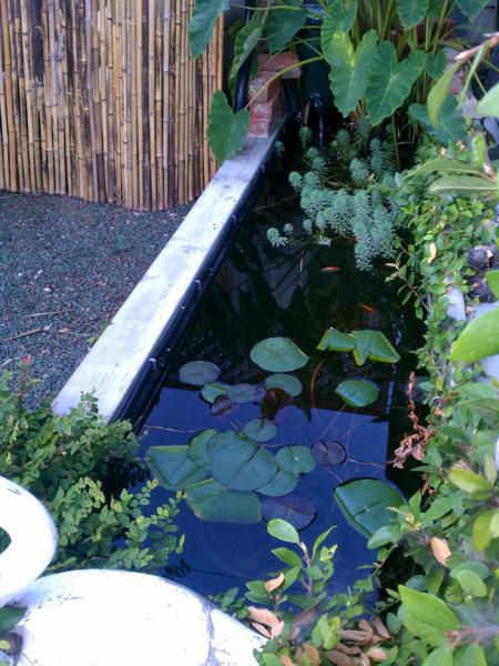 My kids 400 gallon pond full of water lilies, taro plant, bog plants, tadpoles, platy