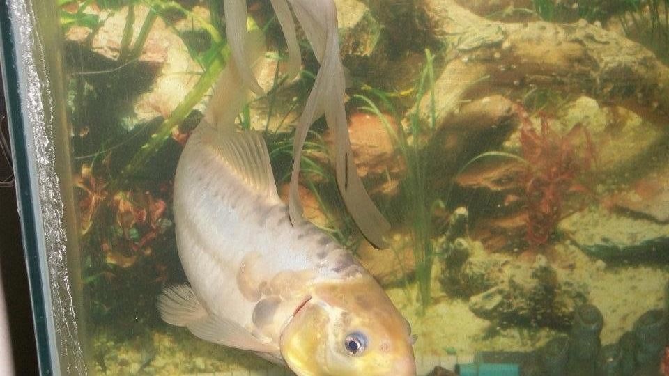 my koi fish hope to upload more pics of her