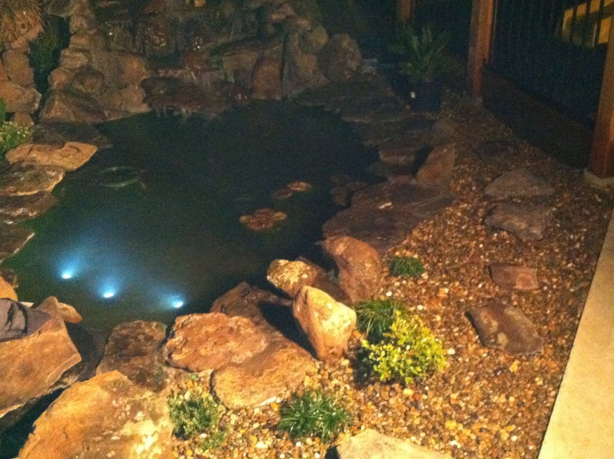 My Koi pond