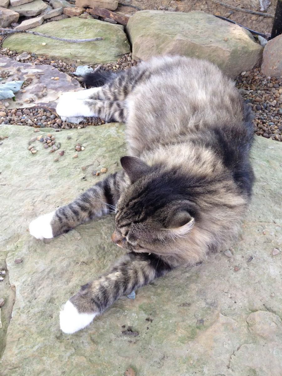 My other kitty Desi   He and Lucy Love the pond....