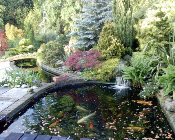 My pond 20 odd year old