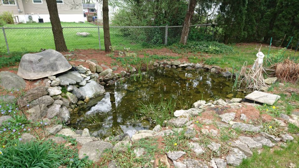 My pond - not looking too great at the moment!