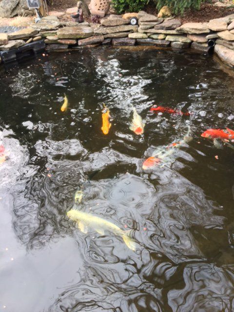 My Pond