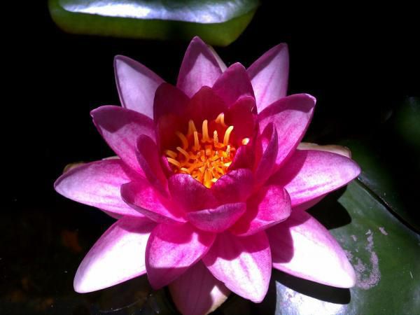 My sons first water lily bloom in his 400 gallon goldfish pond. 7.2011