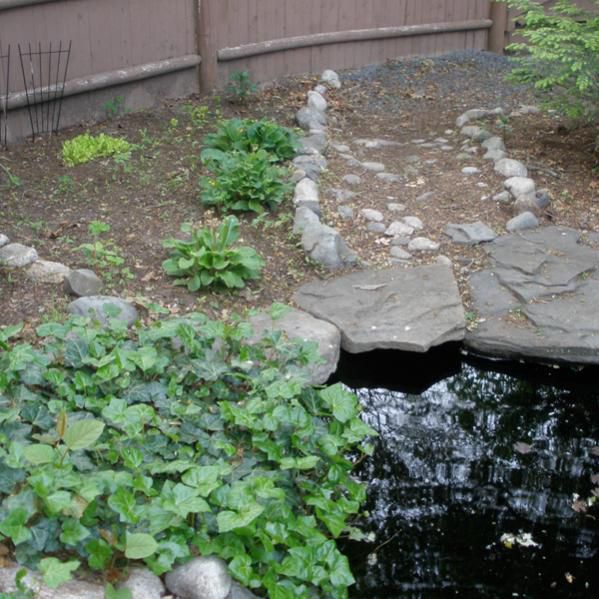 my veggie garden next to the pond