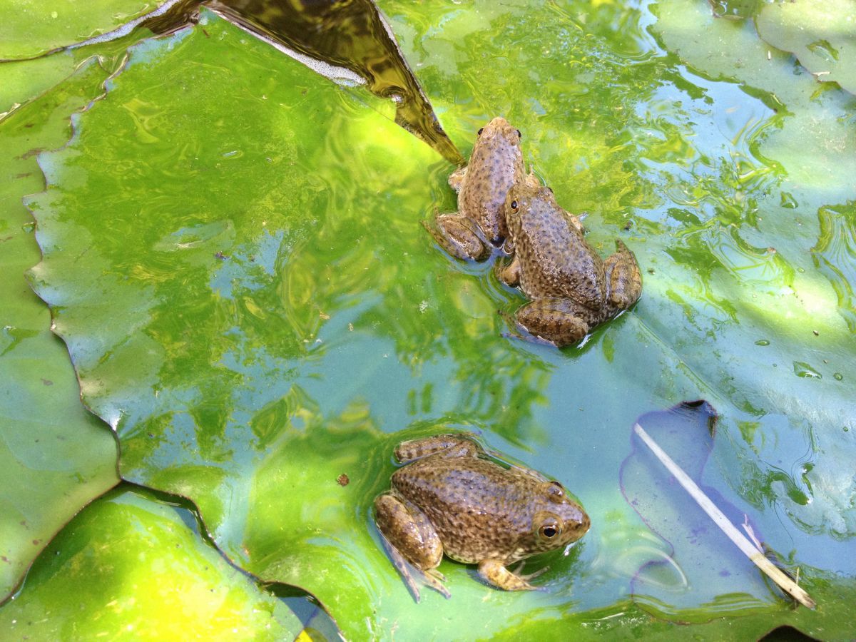 New Frogs
