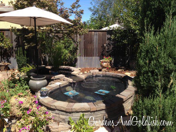 New Goldfish Pond