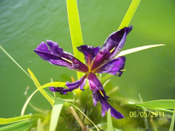 New iris blooming!